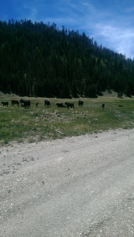 Cows are frequent on the road and near the stream. 